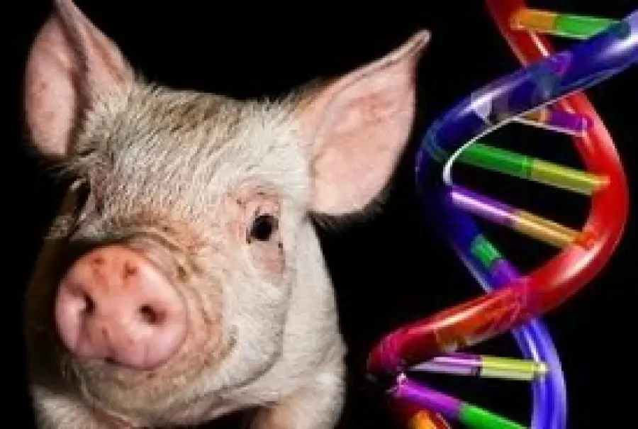 Dna umano e Dna dei suini, c'è  corrispondenza