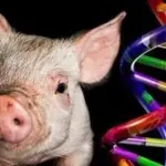 Dna umano e Dna dei suini, c'è  corrispondenza