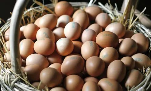 In arrivo le prime uova non allergeniche