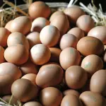 In arrivo le prime uova non allergeniche