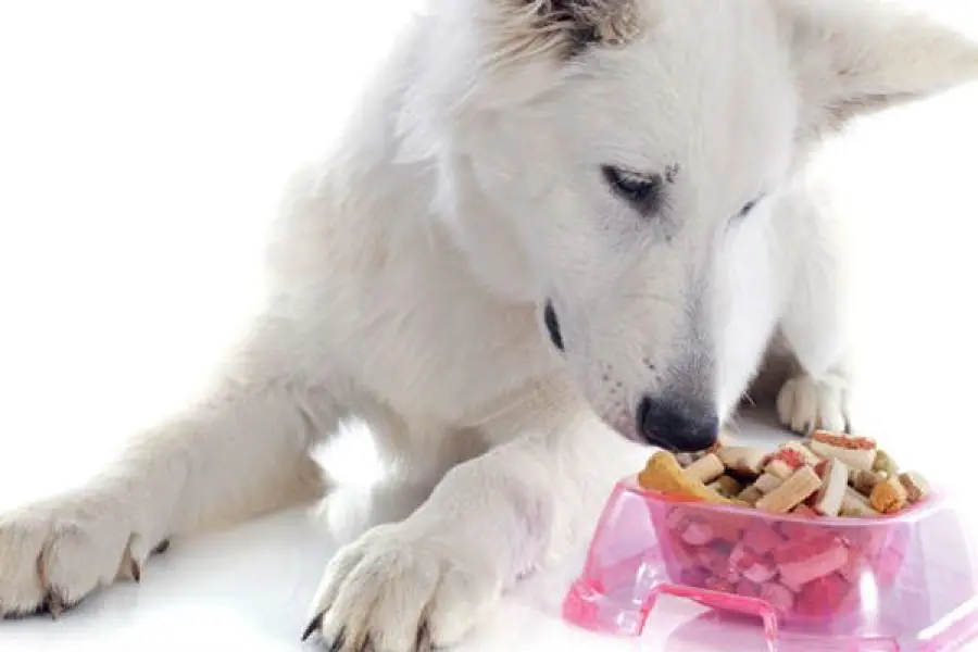 Tipi di alimentazione canina