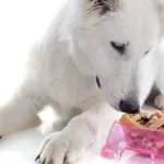 Tipi di alimentazione canina