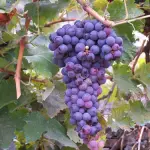 Meteo: temperature troppo alte, crisi per frutta e verdura