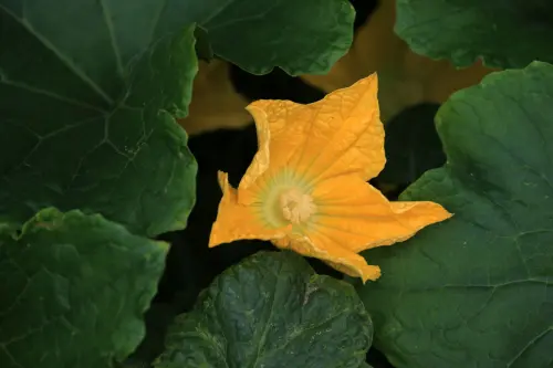 Ricetta Pasta Fiori di Zucca: Tecnica e Proporzioni