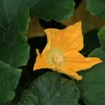 Ricetta Pasta Fiori di Zucca: tecnica e proporzioni