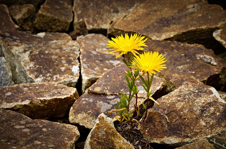 Resilienza emotiva: cos'è e come si allena