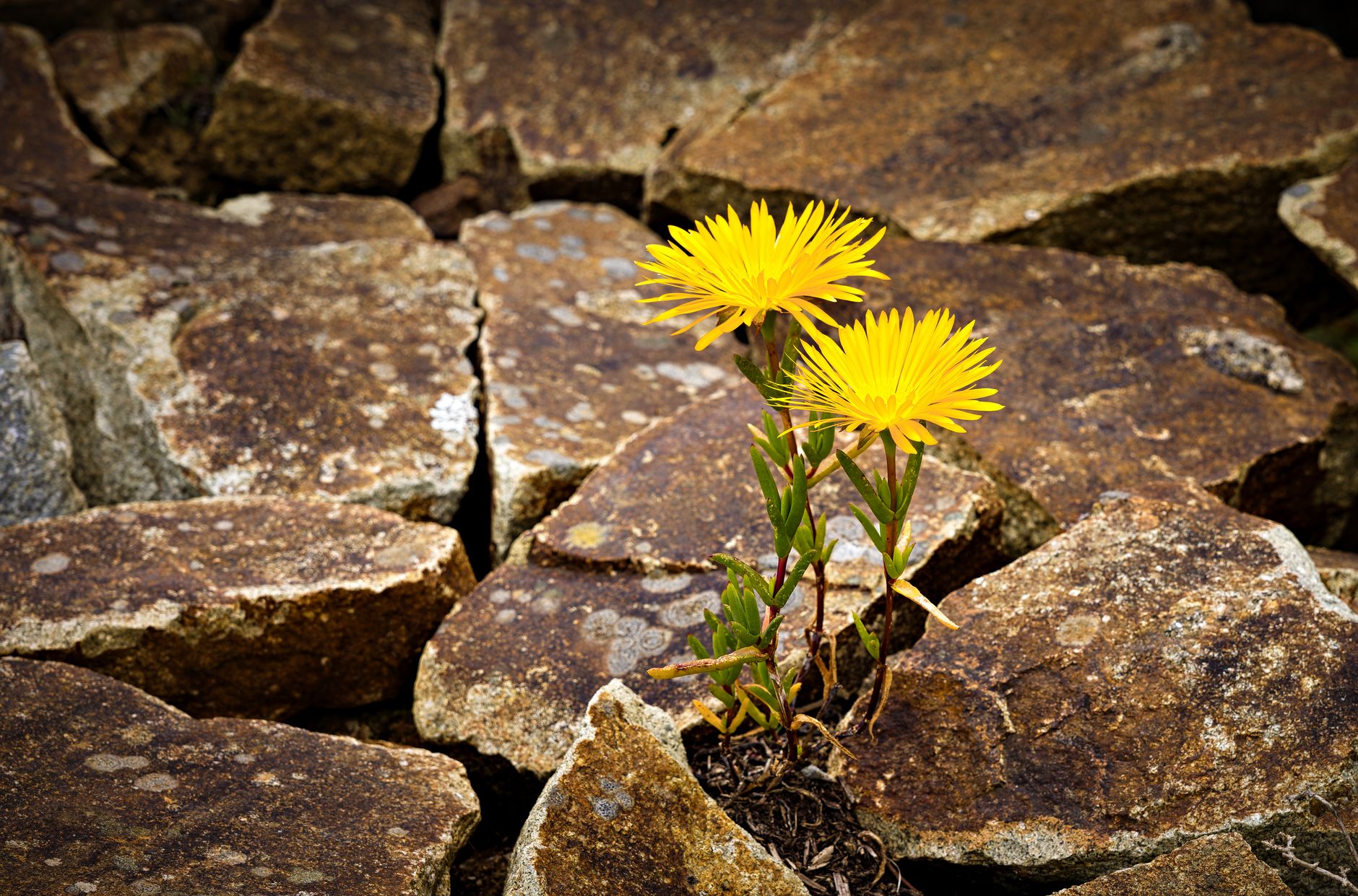 Resilienza emotiva: cos'è e come si allena