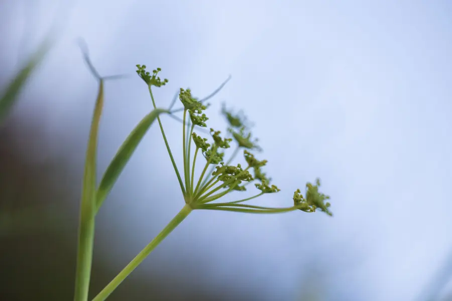Proprietà del Finocchio e Benefici Digestivi