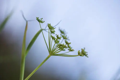 Proprietà del Finocchio e Benefici Digestivi