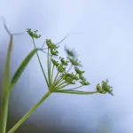 Proprietà del Finocchio e Benefici Digestivi