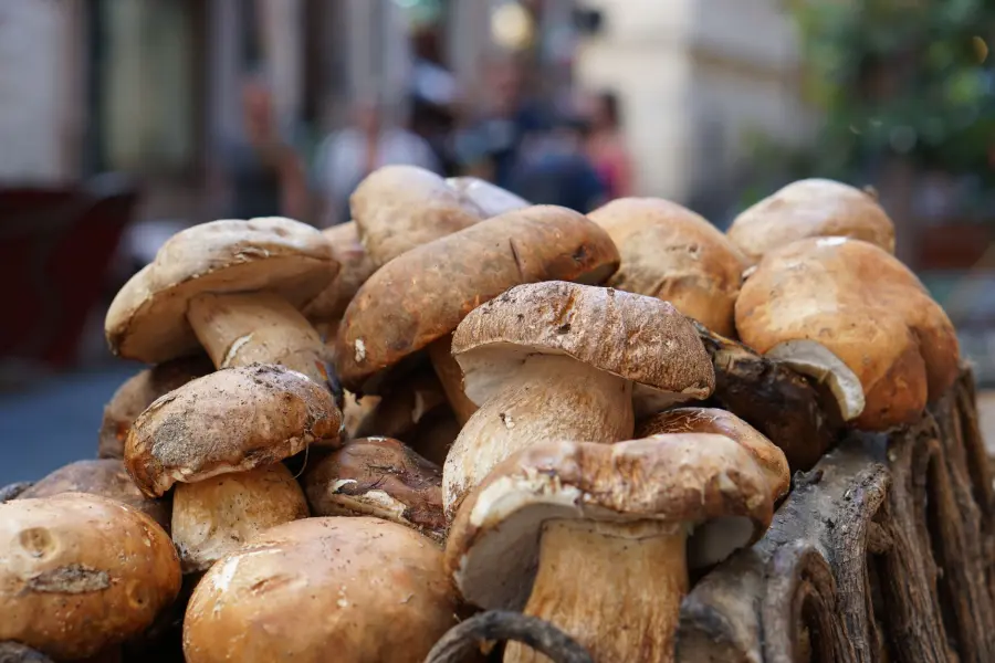 Come riconoscere i funghi commestibili