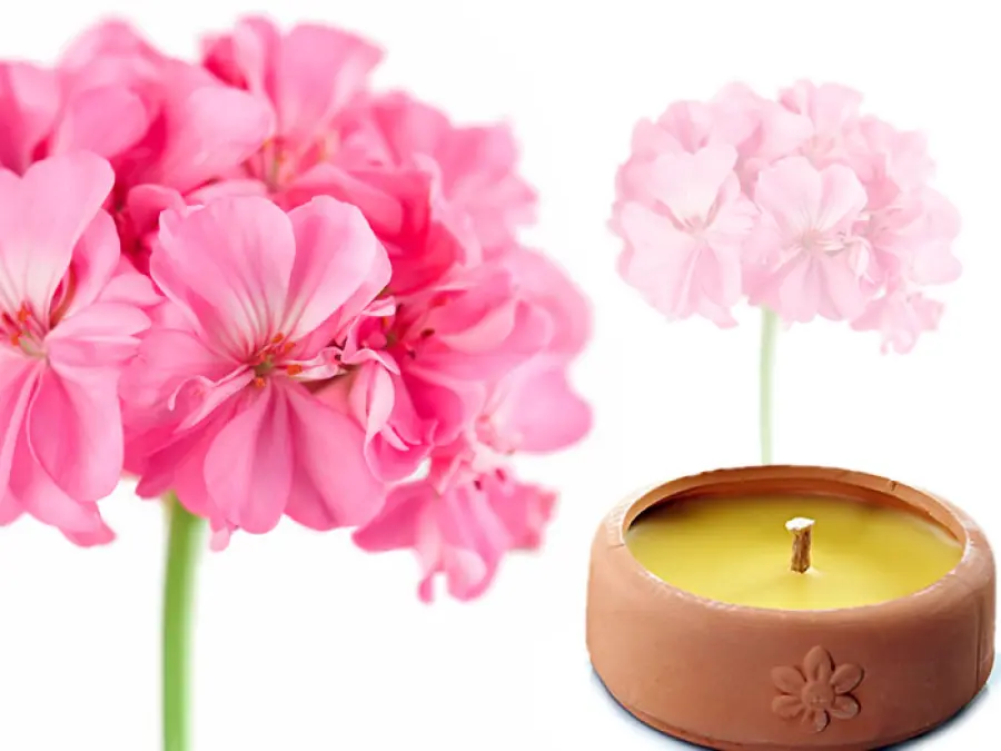 Zanzare: i 6 rimedi naturali per Combatterle