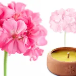 Zanzare: i 6 rimedi naturali per Combatterle