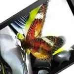 NGM Forward Infinity, smartphone Android a 269 euro