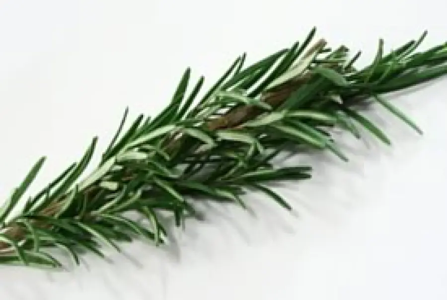 L'odore di rosmarino per aiutare la memoria