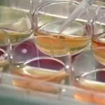 Continua la questione "cellule staminali"