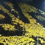 Borussia-Shakhtar 3-0: la favola giallonera continua