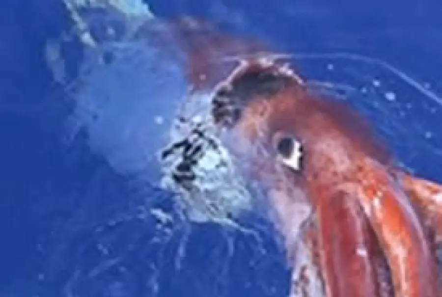 Calamaro Gigante nelle Acque del Pacifico: un documentario mostra le immagini