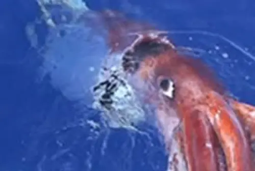 Calamaro Gigante nelle Acque del Pacifico: un documentario mostra le immagini