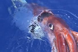 Calamaro Gigante nelle Acque del Pacifico: un documentario mostra le immagini