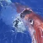 Calamaro Gigante nelle Acque del Pacifico: un documentario mostra le immagini